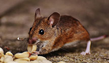 24 Hour & Emergency Exterminators in Upper Stepney, CT